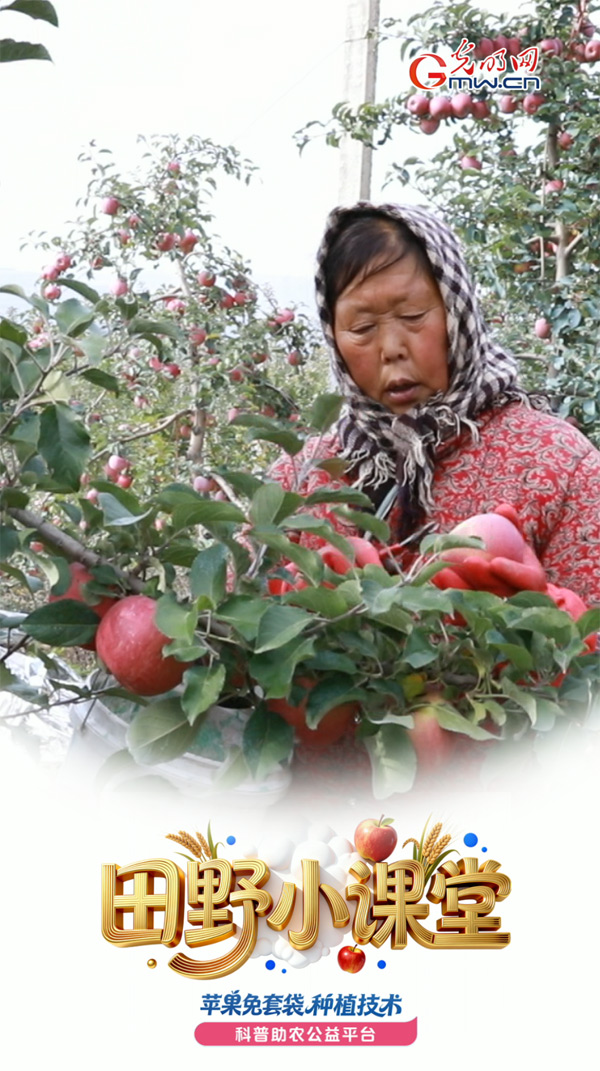 田野小课堂丨免套袋苹果预售一空,果农到底咋做到的? 田野小课堂丨免套袋苹果预售一空,果农到底咋做到的?