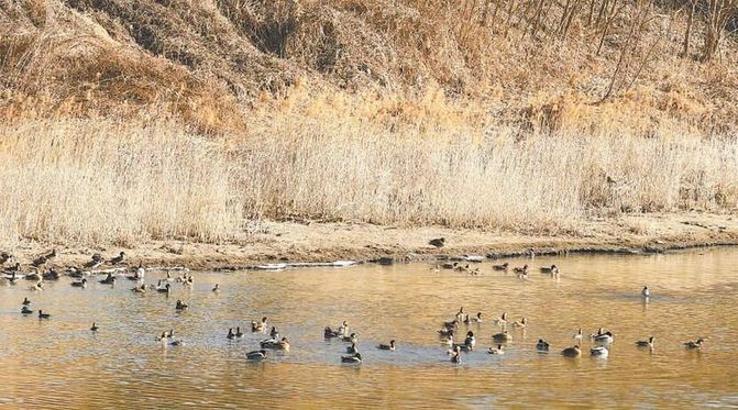 京城最大“绿肺”留荒野