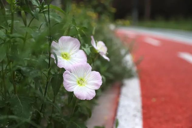 一绿庑殿生态休闲公园正式开园 一绿庑殿生态休闲公园正式开园
