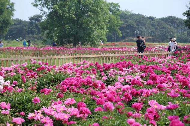 初夏C位!绿隔地区这片芍药花海点亮您的朋友圈 初夏C位!绿隔地区这片芍药花海点亮您的朋友圈