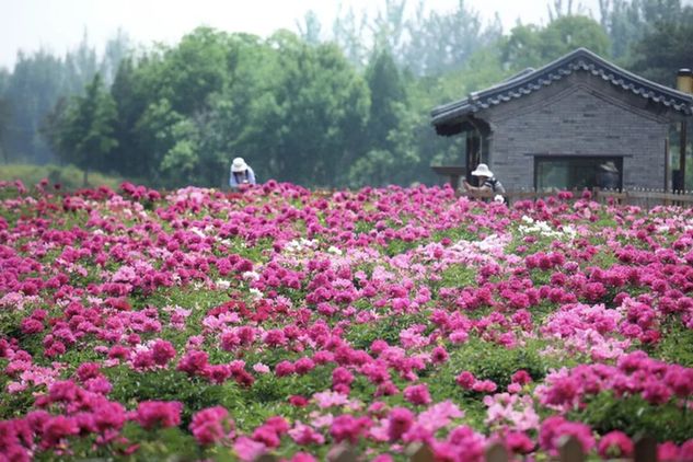初夏C位!绿隔地区这片芍药花海点亮您的朋友圈 初夏C位!绿隔地区这片芍药花海点亮您的朋友圈