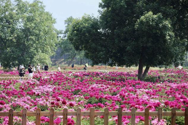 初夏C位!绿隔地区这片芍药花海点亮您的朋友圈 初夏C位!绿隔地区这片芍药花海点亮您的朋友圈