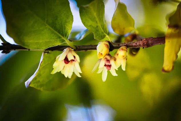 卧佛寺早花蜡梅绽放