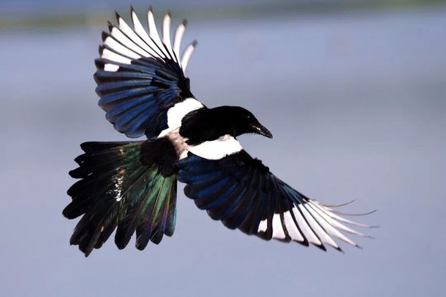 绿隔公园|北京温榆河公园荣获2025年国际花园城市项目奖 绿隔公园|北京温榆河公园荣获2025年国际花园城市项目奖