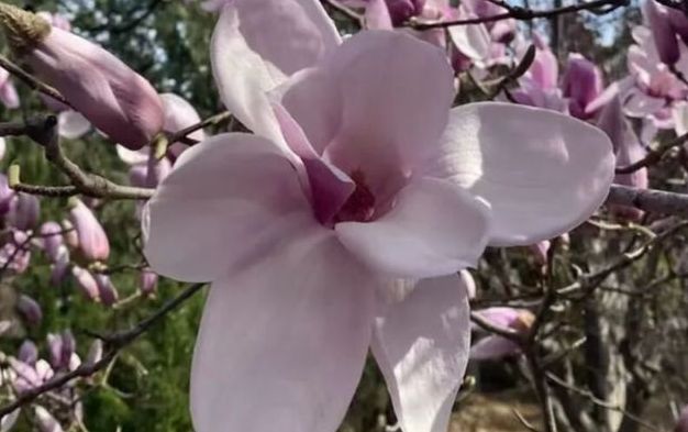 八大处初冬玉兰 顺问冬安 八大处初冬玉兰 顺问冬安