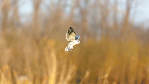 京城最大“绿肺”留荒野