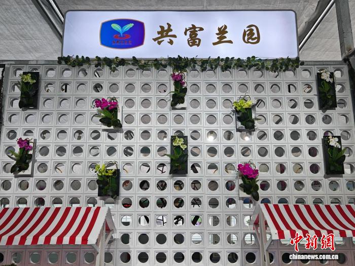 (新春走基层)盐城盐都:此处兰花香,开在“共富”路