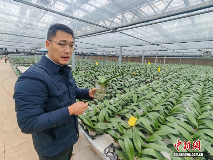 (新春走基层)盐城盐都:此处兰花香,开在“共富”路