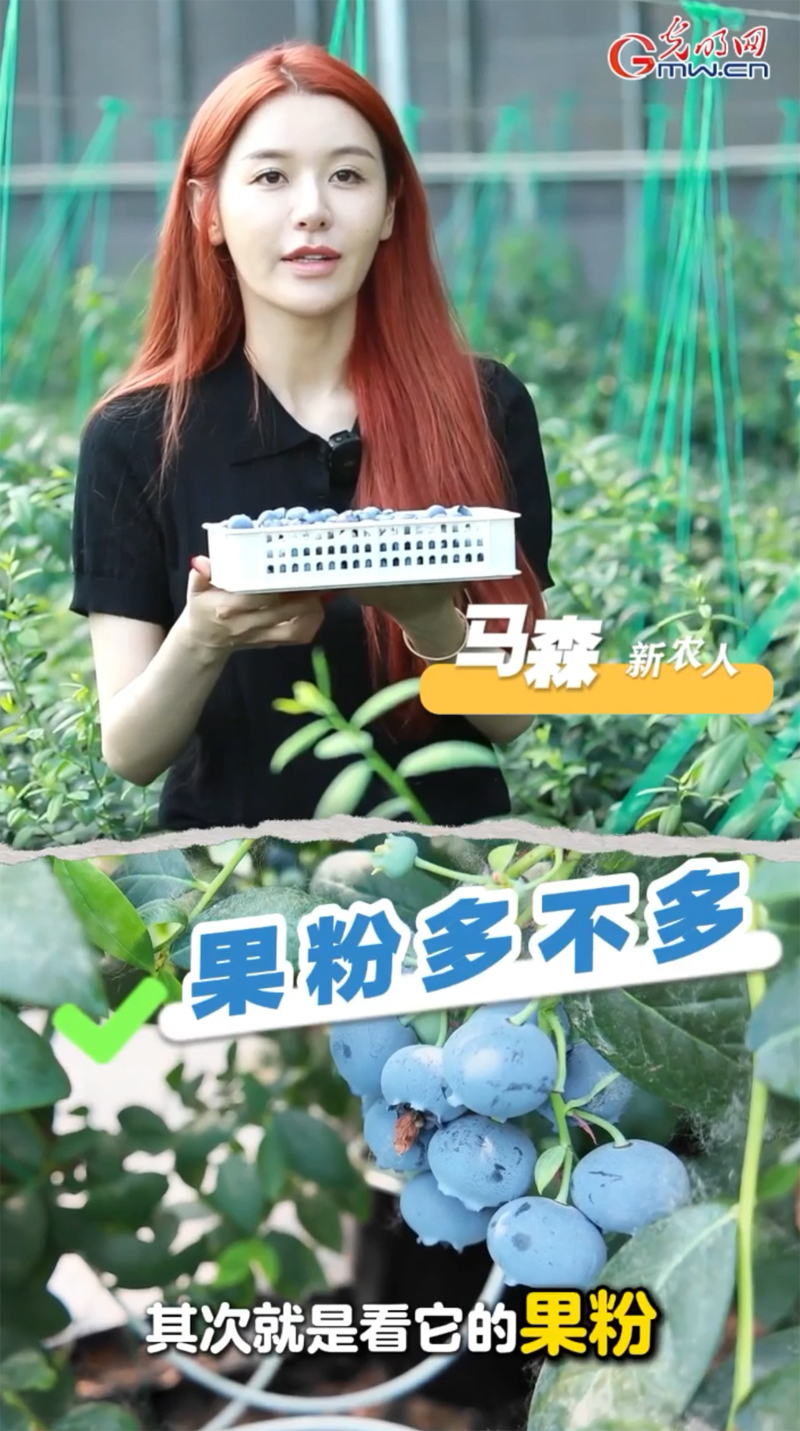 【新农人新“鲜”说】你吃的蓝莓新鲜吗?选购蓝莓不简单 【新农人新“鲜”说】你吃的蓝莓新鲜吗?选购蓝莓不简单