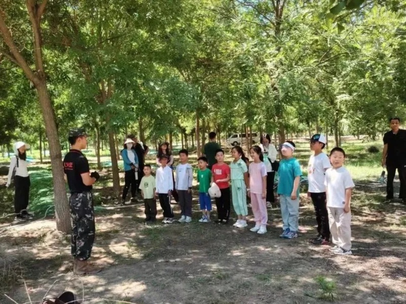 房山22万株林下百合惊艳绽放