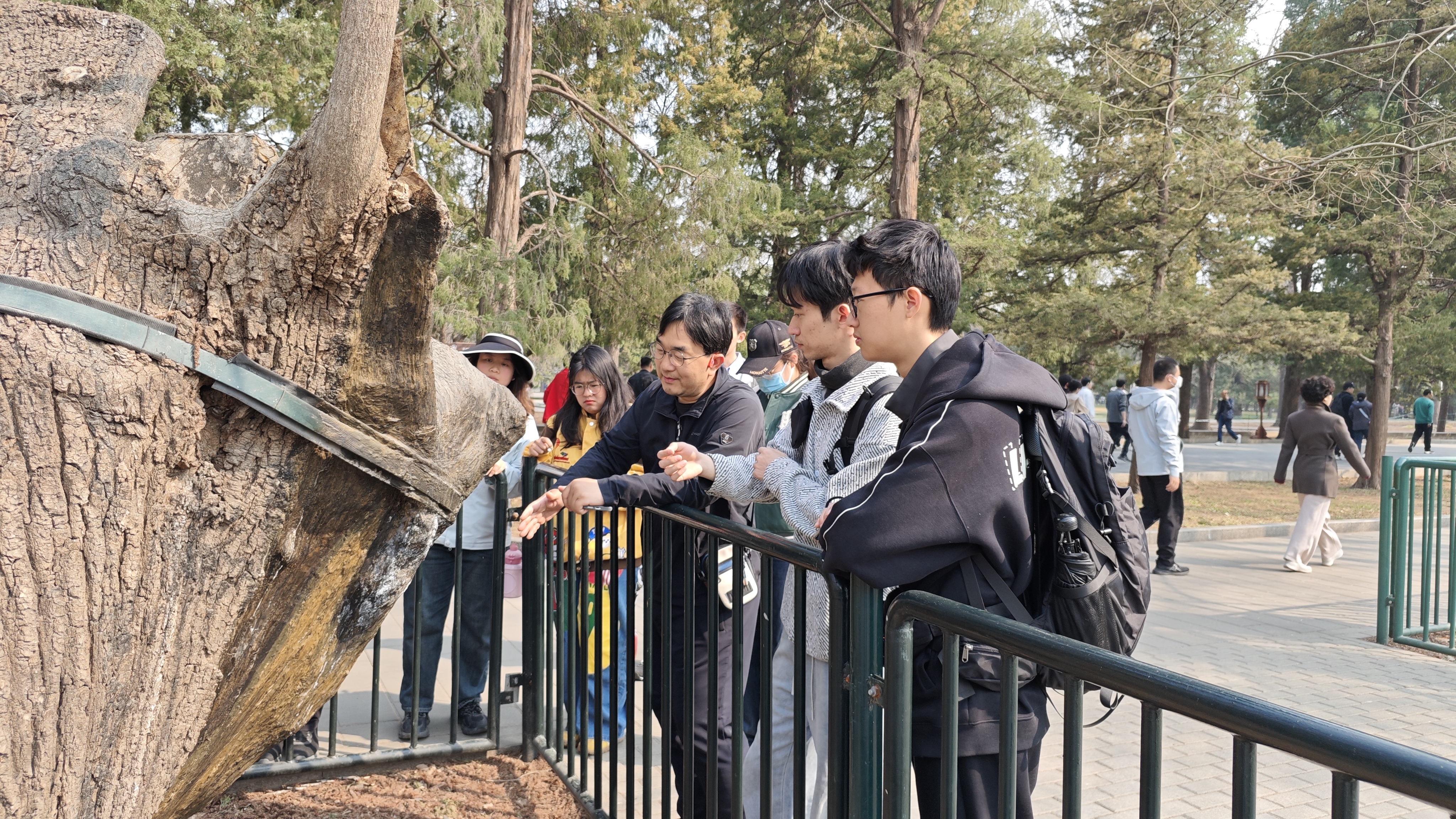 北京高校助力推进教育科技人才一体发展特别报道｜北京农学院②：科技作盾，守护古木青绿