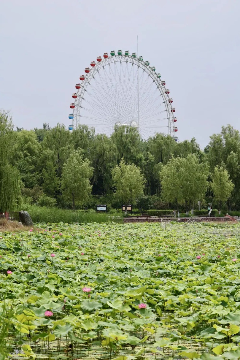 北京4处顶流赏荷地，正是最佳观赏期