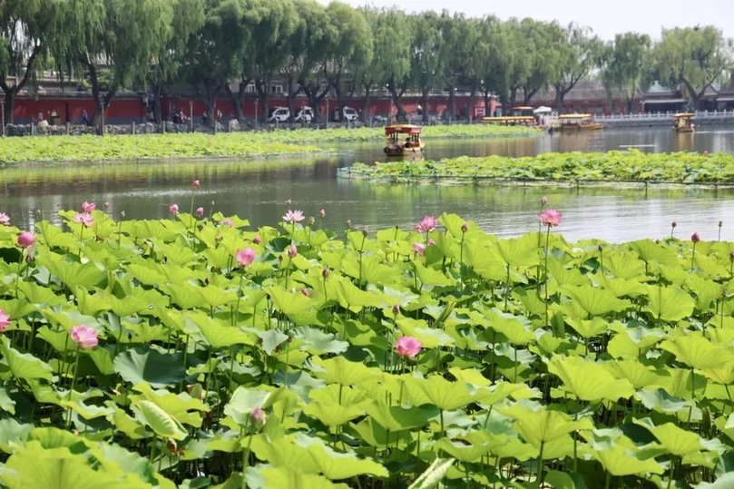 北京4处顶流赏荷地，正是最佳观赏期