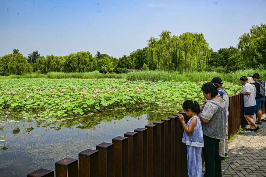 融古建文脉、长河阔野、湿地生态，副中心赏荷别有意趣
