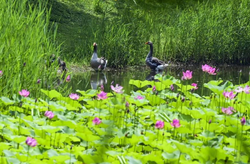 融古建文脉、长河阔野、湿地生态，副中心赏荷别有意趣