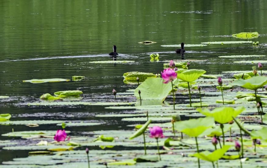 融古建文脉、长河阔野、湿地生态，副中心赏荷别有意趣