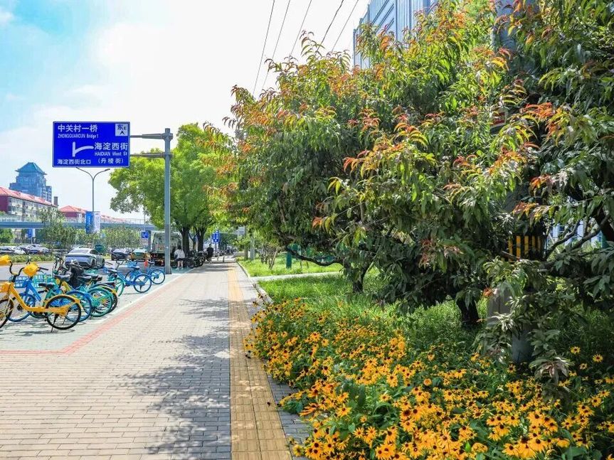 海淀四环边,15公顷“宝藏绿地”焕新开放!赏花、散步、健身……全龄友好! 海淀四环边,15公顷“宝藏绿地”焕新开放!赏花、散步、健身……全龄友好!