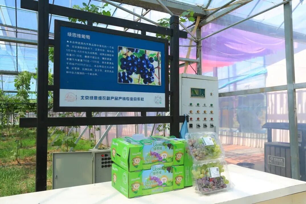 “葡萄味儿”的周末!大兴采育葡萄季玩出时尚新花样