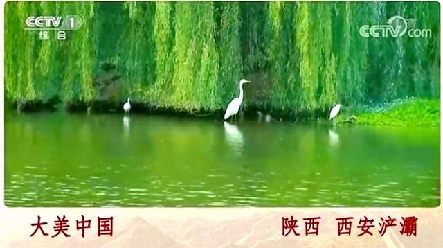 绽放生态之美~中省市主流媒体聚焦大美浐灞