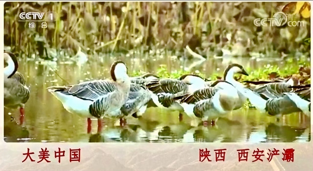 绽放生态之美~中省市主流媒体聚焦大美浐灞