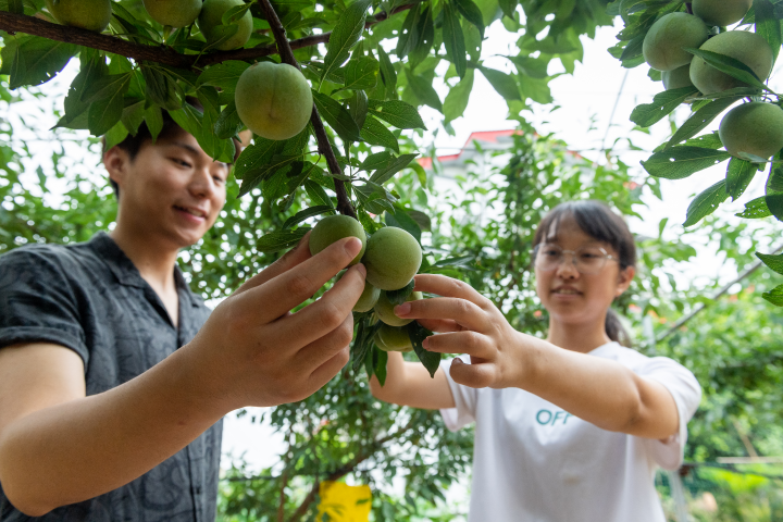 从单一种植到农文旅融合，重庆九龙坡都市农业的多年探索