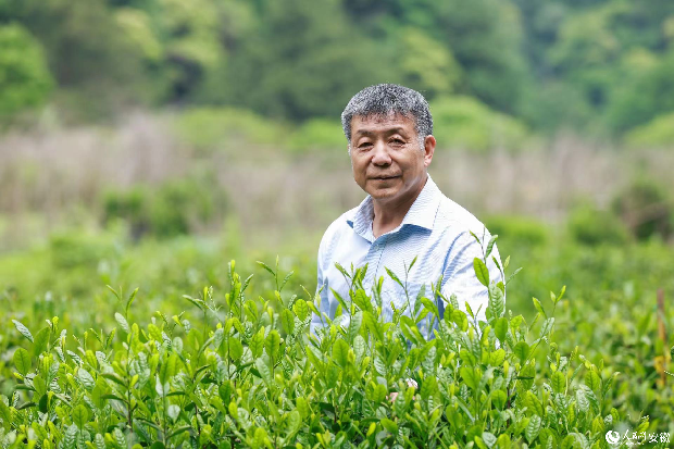 方国强在休宁县新安江源头的有机茶园里。人民网记者 张俊摄