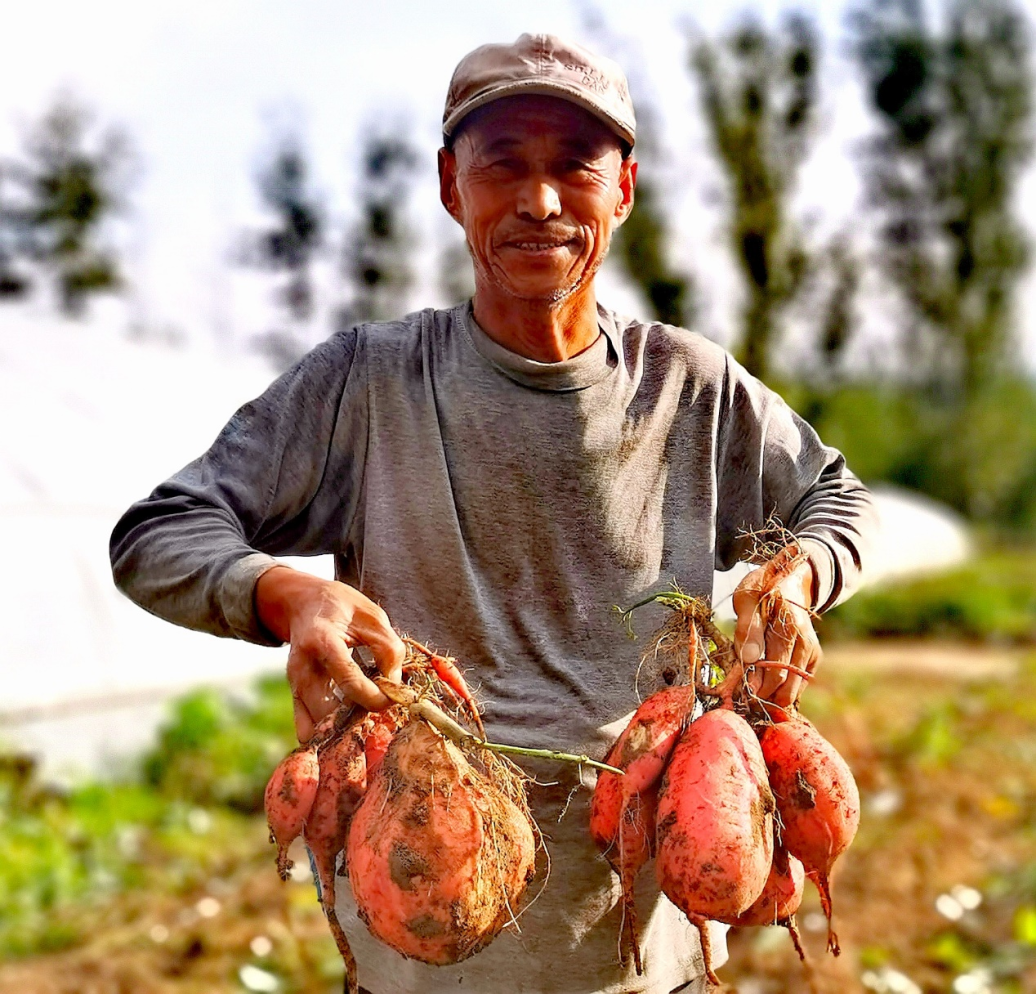 探访“博士农场” 看“北农技术”助力农民大丰收