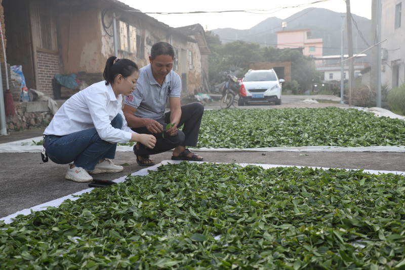 林学超：茶农的良师益友，共筑茶香之路