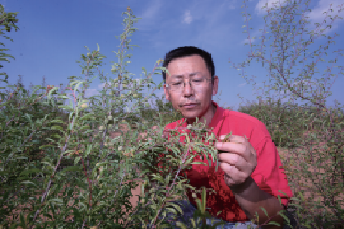 张应龙：坚韧造林二十载，沙地终变绿洲来