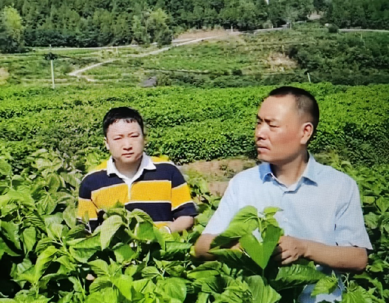 刘惠民：头雁归巢筑茶梦，经“桑”有道领风潮