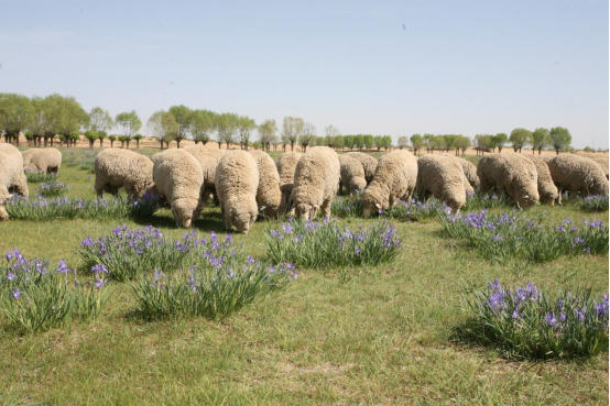 魅力都市与多彩四季:鄂尔多斯的现代活力与自然之美 魅力都市与多彩四季:鄂尔多斯的现代活力与自然之美