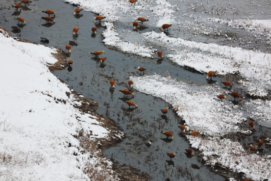 魅力都市与多彩四季:鄂尔多斯的现代活力与自然之美 魅力都市与多彩四季:鄂尔多斯的现代活力与自然之美