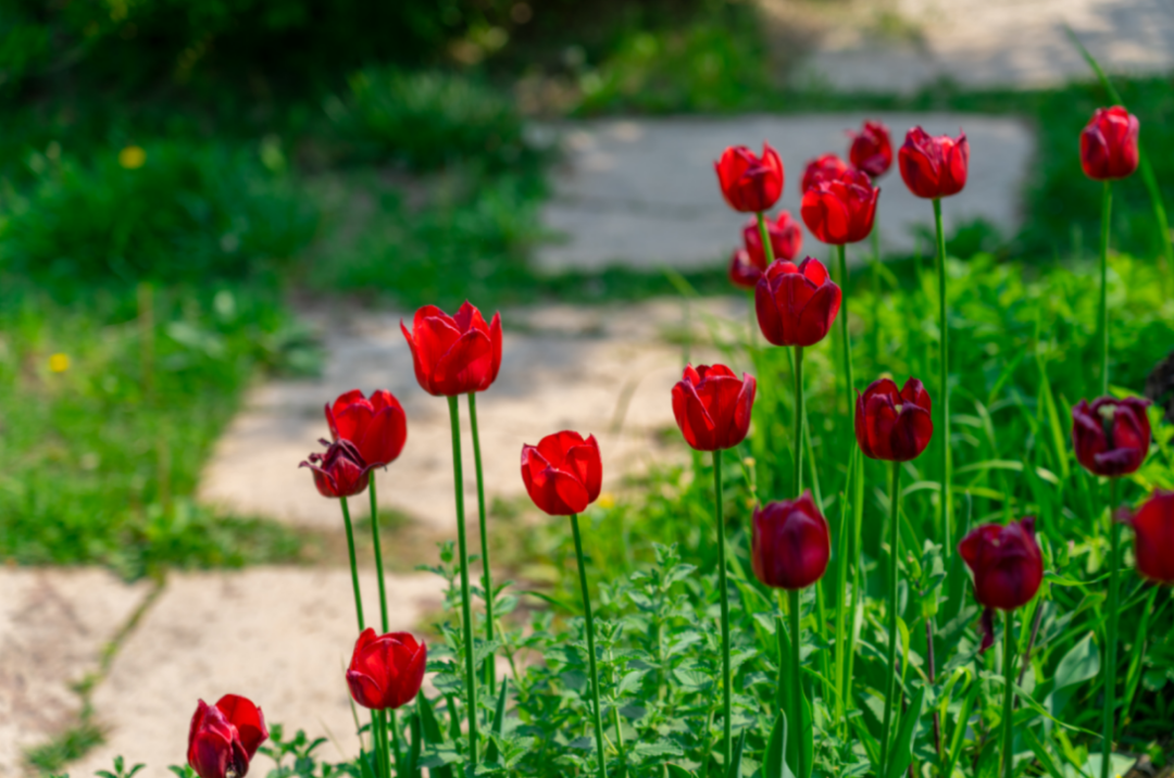 延庆“世园”六载繁花~从这里看见美丽中国