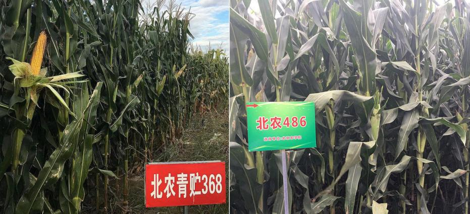 北京高校服务新时代首都发展特别报道 | 北京农学院①：打造社会服务的“北农样板”