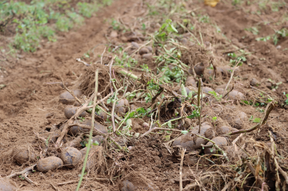 宝！贝！疙！瘩！