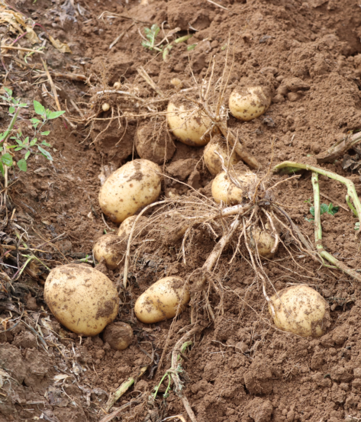 宝！贝！疙！瘩！