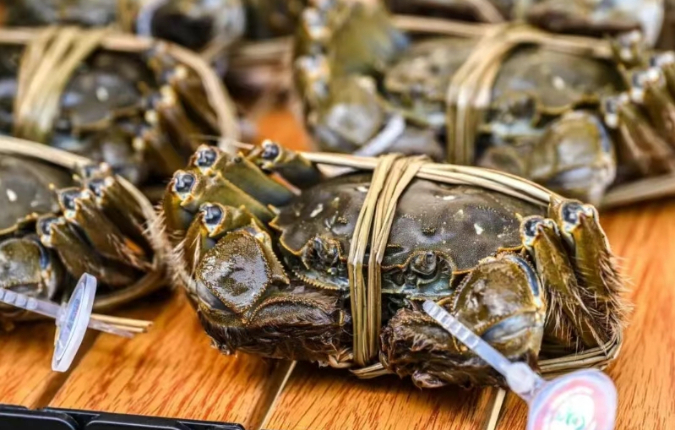 满澄尽啖黄金甲!阳澄湖大闸蟹开捕!