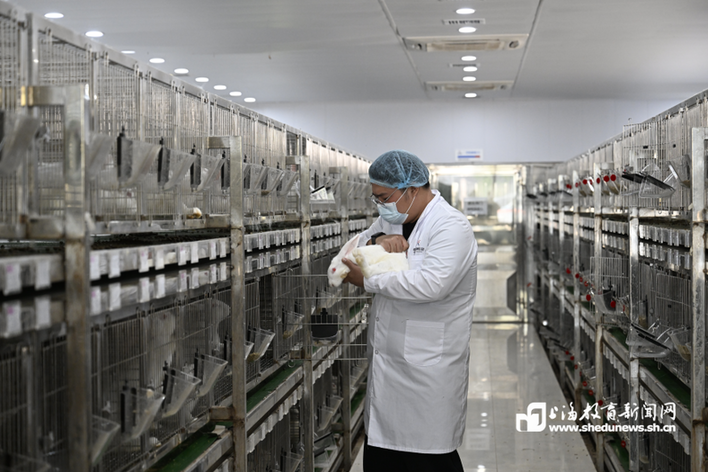 “00后”开大学子破局“金兔育种”:从田埂到国赛夺金的淬炼之路