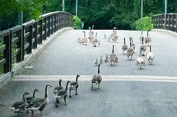 朝阳区以“两河一带”热点区为范本，打造生物多样性保护新模式